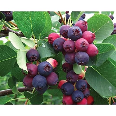 Amelanchier Canadensis Canadian Service Berry Juneberry Fruit Plant Large Supplied in a 2 Litre Pot by DirectPlants™ Cover