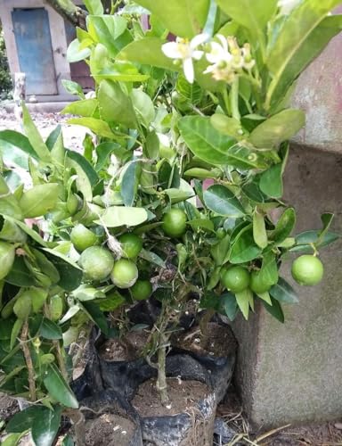 Image of Seedless Lemon Plantsapling Dwarf Special Variety All Season Hybrid Pati Nimboo /Nimbu /Lemon Plant (One Healthy Live Nimbu Plant Height 1.5-2 ft) Pack Of 1,CF L97