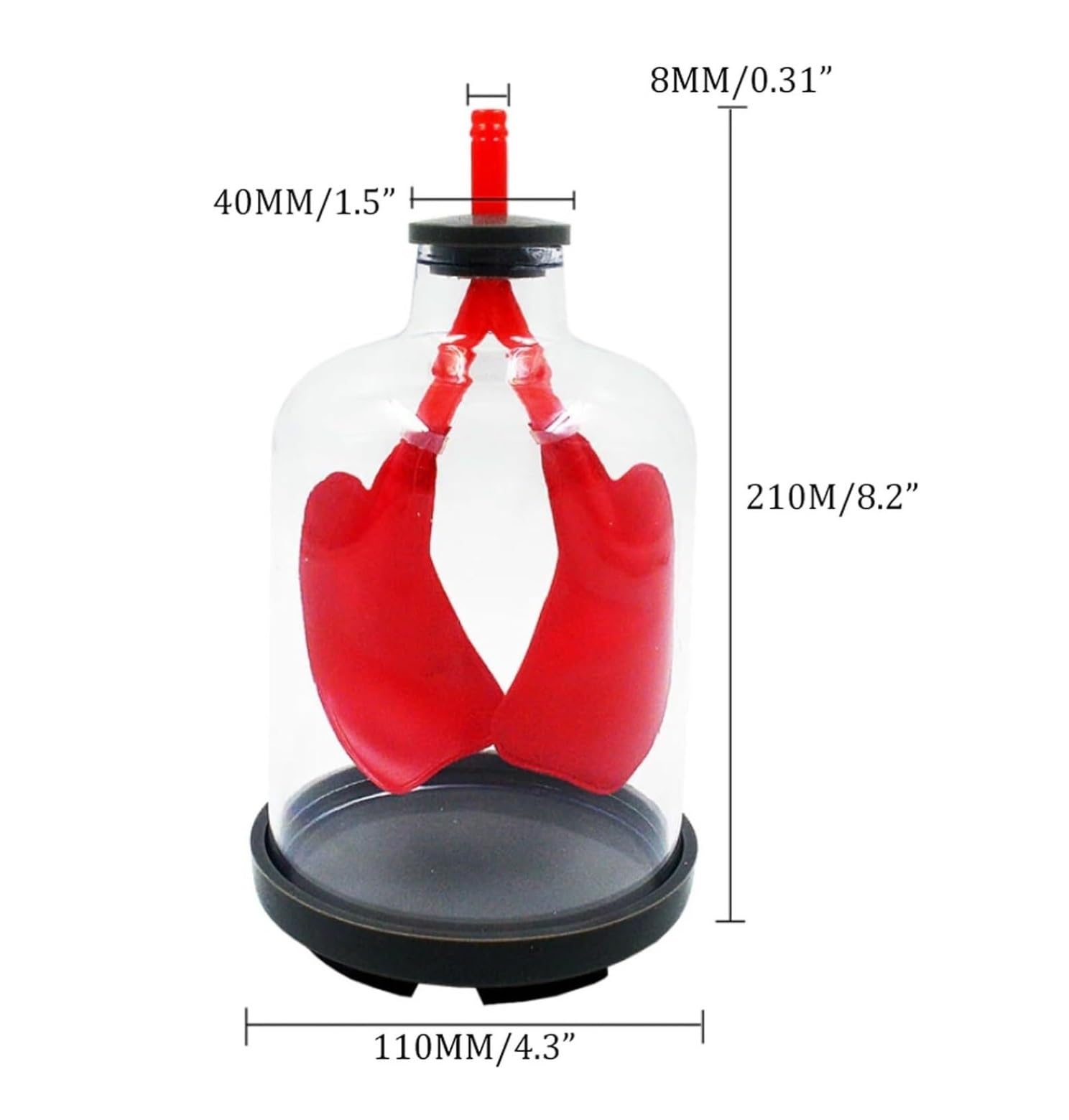 Modelo Humano Modelo De Respiración Pulmonar del Cuerpo Humano, Sistema Respiratorio, Tabique Muscular Que Simula El Movimiento Anatómico(Rot)