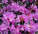 PJM Elite Lavender Rhododendron - Live Plant - Quart Pot
