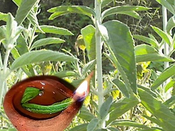 Generic KUBERA Lakshmi MOOLIGAI THIRI Incense Sticks (30 Nos, 12 Count Pack)