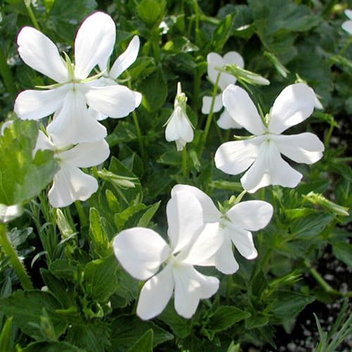 Plant World Seeds - Viola Cornuta Minor Alba Seeds (Perennial Flower Seeds)