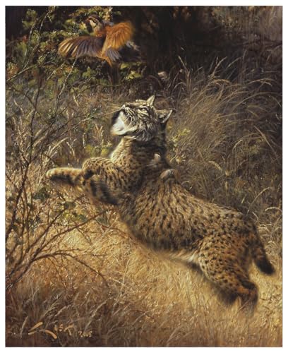 Lince Ibérico - 'Por las plumas' - Lámina sobre lienzo. Cuadro de Lince y Perdiz roja. (Lynx pardina) & (Alectoris rufa) 33 x 41 cms. Cuadros de animales, aves, pájaros