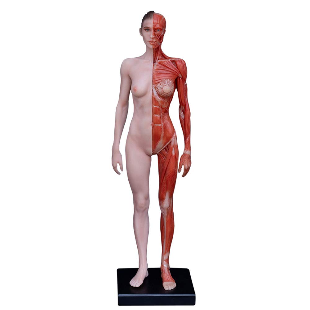 Figure d'anatomie féminine et Masculine - Modèle de Figure d'anatomie Humaine - Modèle d'os Musculaire Anatomique Humain en matériau PU - pour étude de Dessin d'artiste médical (2 pièces),A
