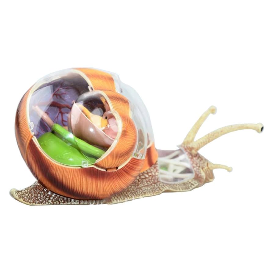 4D VISION SNAIL ANATOMY MODEL 動物解剖 カタツムリ Amazon.co.jp: 動物解剖学モデル-4D視覚カタツムリ解剖学モデル