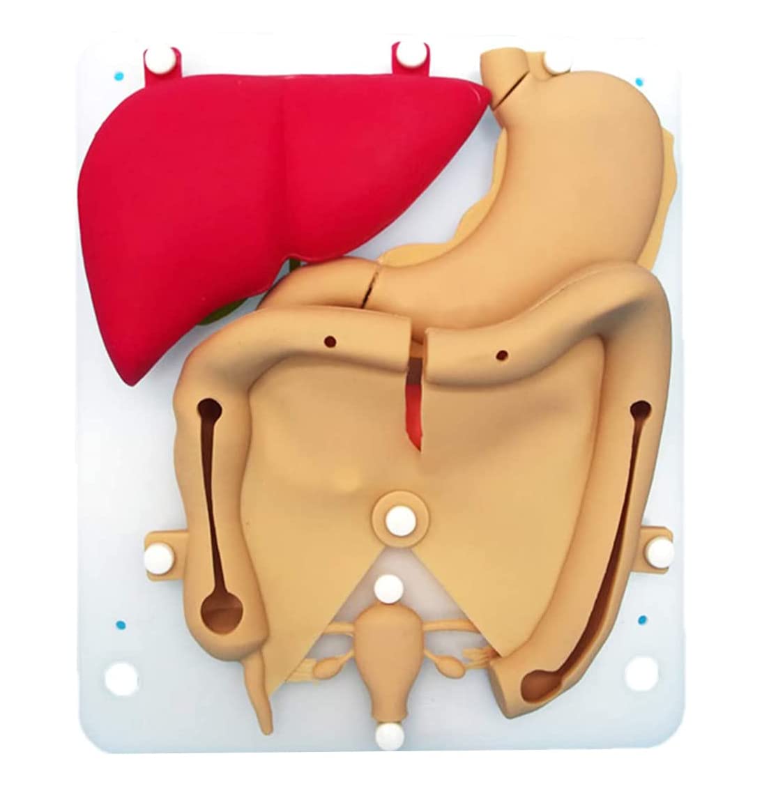 jjff Laparoscopic Training Model, Organic Silastic Model Flexible Realistic Hollow Model, Silicone Organ 1: 1 Ratio, for Practicing Doctors Complete Instruments Set.