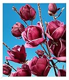 BALDUR Garten Magnolie Genie® winterhart, 1 Pflanze, winterhart Tulpenmagnolie Magnolienbaum, für Standort in der Sonne geeignet, blühend, Magnolia soulangiana