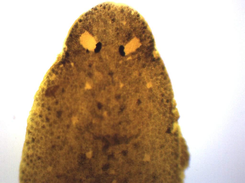 EISCO Planaria, Whole Mount - Prepared Microscope Slide - 75 x 25mm - Biology & Microscopy