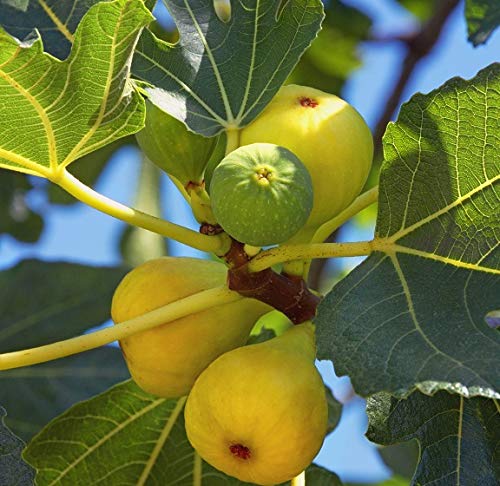 Artländer Pflanzenhof Desert King Feige 40-60cm