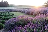 Photo Gallery nhyxw 5d diamond painting kit, alba del campo di fiori di lavanda completo trapano fai da te pittura diamante, strass ricamo pittura a punto croce arte mestiere per la decorazione parete casa 50x90cm Photo Gallery nhyxw 5d diamond painting kit, alba del campo di fiori di lavanda completo trapano fai da te pittura diamante, strass ricamo pittura a punto croce arte mestiere per la decorazione parete casa 50x90cm