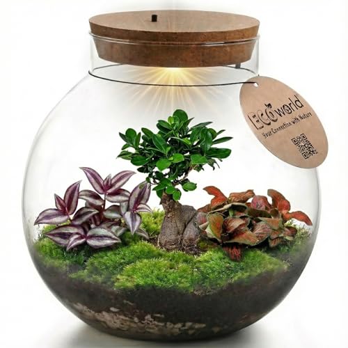 Ecoworld Bonsai Biodome – Terrarium mit Licht – Pflegefreies Ökosystem im Glas – Ø 25 cm ↥ 28 cm – 2 Zimmerpflanzen 1 Bonsai-Baum – Batteriebetriebene Beleuchtung Ecoworld Bonsai Biodome – Terrarium mit Licht – Pflegefreies Ökosystem im Glas – Ø 25 cm ↥ 28 cm – 2 Zimmerpflanzen 1 Bonsai-Baum – Batteriebetriebene Beleuchtung