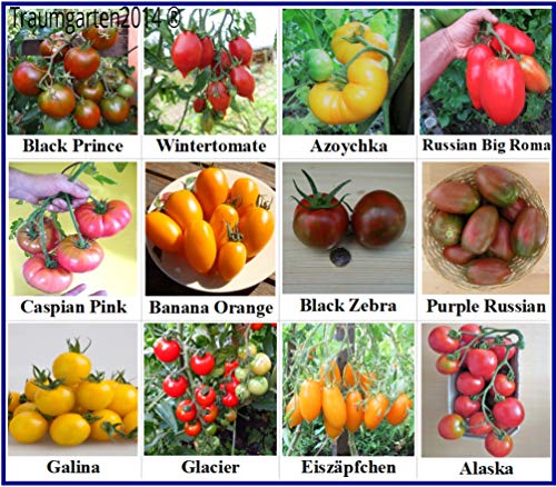 Tomaten Set Kältetolerant : In Deutschland angebaut, Premium Saatgut, ohne Gentechnik und Pestizide, 100% samenfest, diese 12 Tomatensorten sind bestens geeignet für kältere Regionen - Frühe Sorten - Image 3