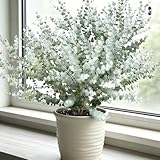 Eucalyptus Cinerea Seeds, 50 Eucalyptus Seeds for Planting, Perennial Decor Home Garden Flower Seed, Popular for Cut and Flowers and Decor