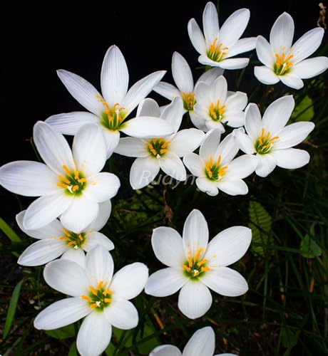 See full amazon price history chart for Plantogallery Rain Lily Flower Bulbs (White 5pcs) Plantogallery Rain Lily Flower Bulbs (White 5pcs) (B0CLF4ZB58) Amazon Price History, Amazon Price Tracker