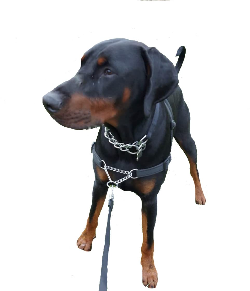 Doddle Training Harness Red or Black (Small 16-18" Inch)