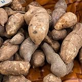 semillas de yacón - yacón - resistentes para jardín en crecimiento, columnares orgánicas, 35pcs