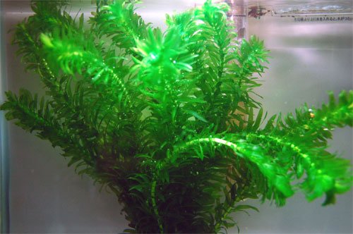Amazon | 【水草】アナカリス 鉛巻き 3束（約30本）【生体