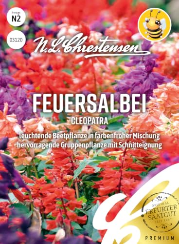 Feuersalbei Cleopatra