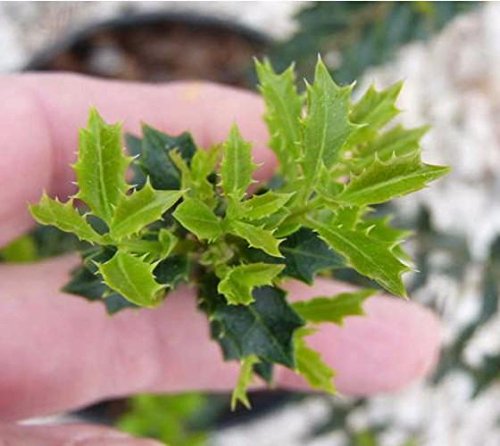 Fragrant Princess Dwarf Tea Olive ( 'Kaori Hime' Osmanthus ) - Live Plant - Quart Pot #TOP2