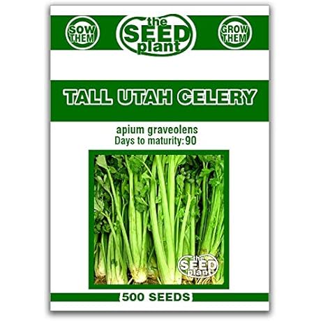 Tall Utah Celery Seeds - 500 Seeds Non-GMO for Planting