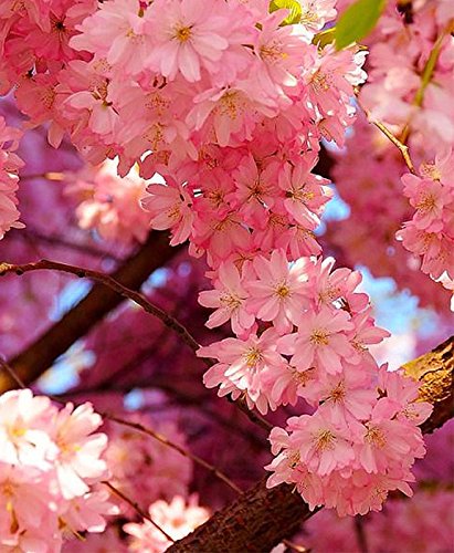 Japanische Zierkirsche/Blütenkirsche 10 Samen/Pack (Prunus serrulata) - ein rosa Blütentraum im Garten