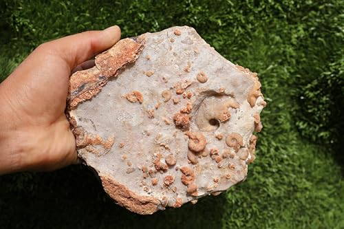 Image of Ammonites & Gastropods Plate Cretaceous Fossils Fossils from Morocco Fossil Rock ammonites Fossil from Morocco A206