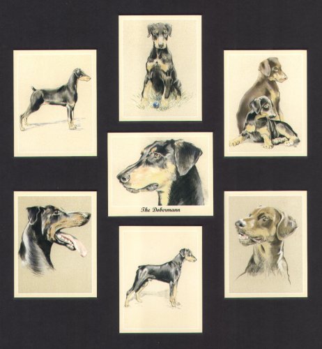 ArtofwheelsThe Dobermann Dog Collectors Cards