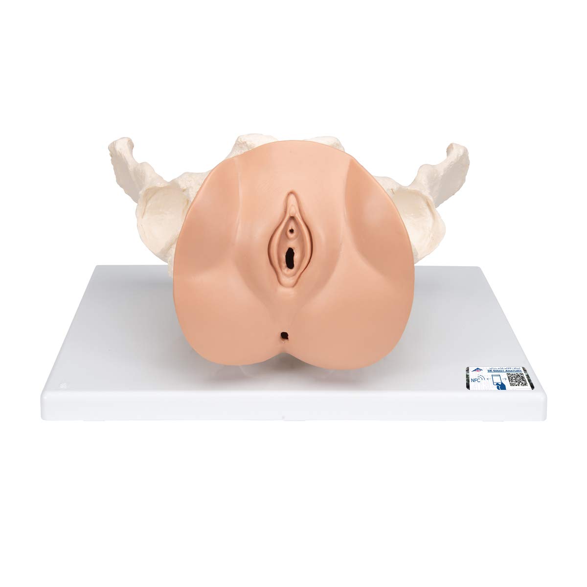 3B Scientific L31 Modelo de anatomía humana Esqueleto de la Pelvis Femenina Con Órganos Genitales, En 3 Piezas + software de anatomía gratuito - 3B Smart Anatomy