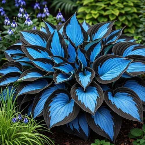 211+ Hosta Seeds - Rare Perennial Shade Plants for Garden Long Blooming Foliage Ideal for Shaded Entry Pathways & Low Maintenance Outdoor Gardens
