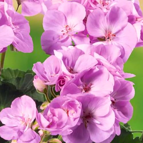 Set 2 Geranium Plants Live, 4-9 Inches Tall, Hardy Flowering Geraniums for Garden or Pots, Fragrant Perennial Blooms (Lavender Geranium)