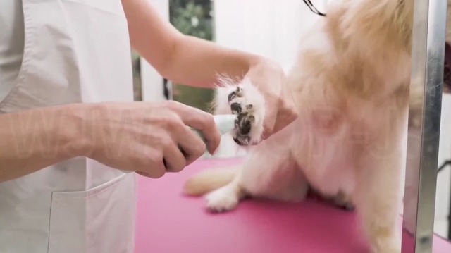 Amazon.co.jp: トリミングテーブル 油圧式 大型犬/中型犬/小型犬 猫/犬