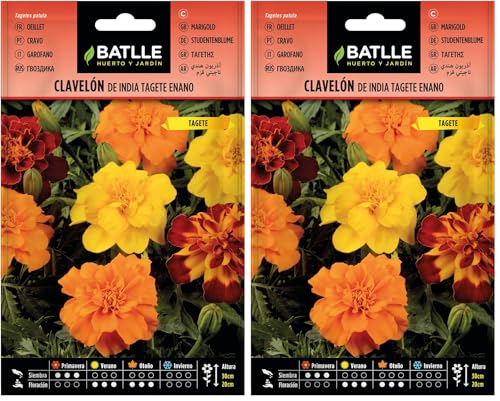 Batlle OEILLET D’Inde TAGETE Nain (Lot de 2)