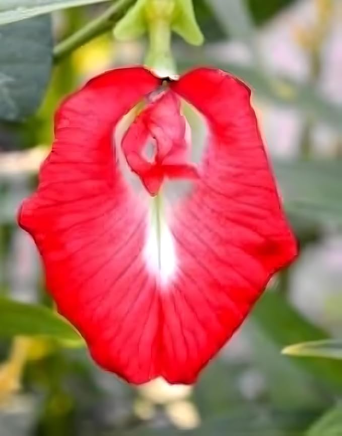 Image of Rare Red Aparajita Live Plant with Pot | Red Butterfly Pea Medicinal Climber for Garden GH