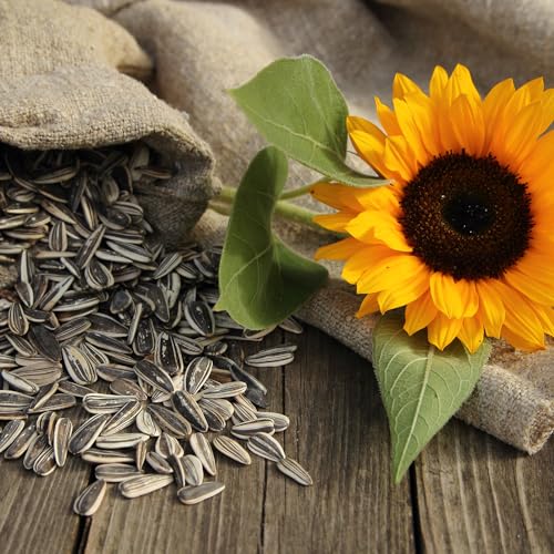 Generic Davids Sunflower Seeds Variety Pack thumb #4
