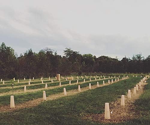 Miniatura 5 de Tree Sentry Refugio de plántulas (25)