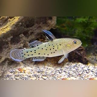 Knight Goby Fish - Aquarium Exotic Freshwater Live Fish