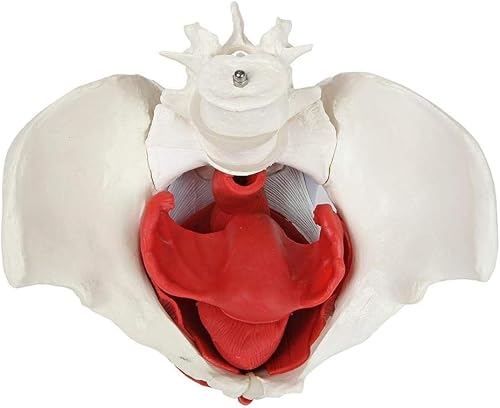 Modelo de pelve feminina anatômica médica, 6 partes, órgãos removíveis, modelo de tamanho real do as