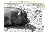 CALVENDO Puzzle Minischwein Ferkel 1000 Teile Puzzle quer 1000 Pieces 64 x 48 cm...
