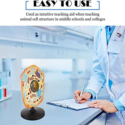 Modèle d'anatomie de cellules animales en bon matériau durable - 3