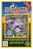 Everwilde Farms - 50 Prairie Violet Native Wildflower Seeds - Gold Vault Seed Packet