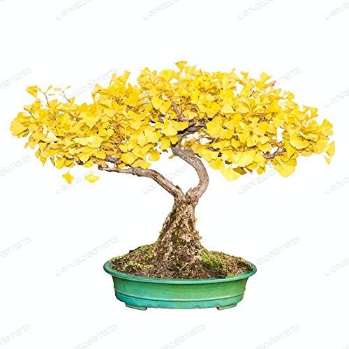 Miniatura 3 de Semillas de árbol de Ginko Biloba para plantar - 5 semillas - Hojas comestibles que promueven la memoria y el vigor