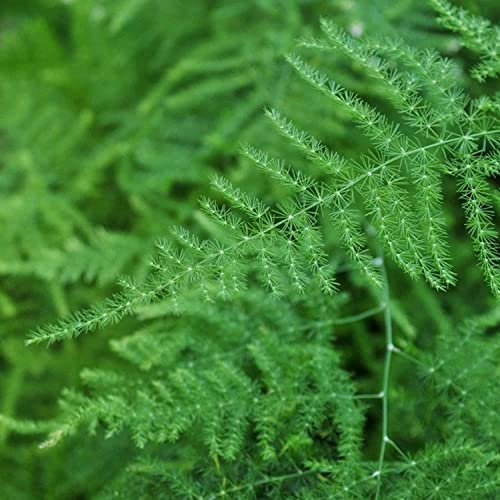 30 Pcs Asparagus Fern Seeds For Planting Bonsai Tree Seeds Indoor And Outdoor Bonsai Seed For Home Yard Garden Decor Easy To Grow #TOP8