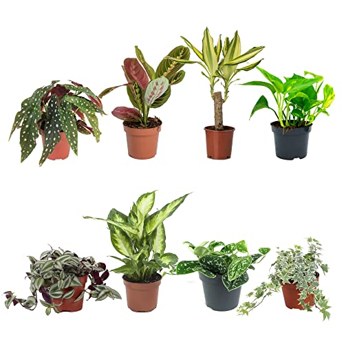 DECOALIVE Set Plantas Interior Alto Contraste V: Begonia Maculata, Maranta Leuconeura, Troco de Brasil, Pothos, Tradescantia, Dieffenbachia, Scindapsus y Hiedra Variegata