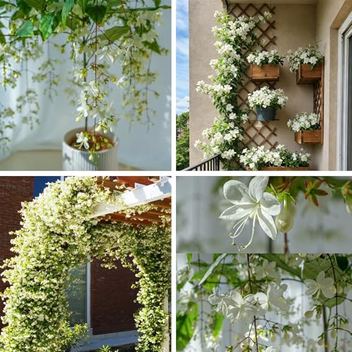 Jasmine Flower Seeds, 150+ Climbing Jasmine Flower Seeds, Fragrant Plant Seed for Planting Garden...