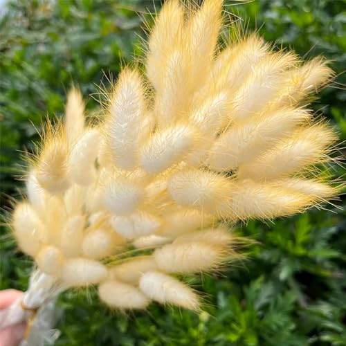 Ramo 50 Pzas Pampas Grass Seco para Decoración Boho miniatura 1
