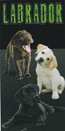 Labrador Lab Dog Puppy Beach Towel