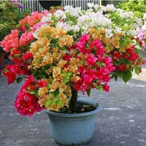 80pieces Mixed Bougainvillea Flower Seeds