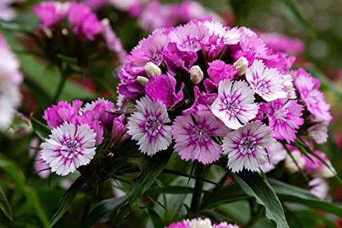 Image of Sweet William Flower Seeds - Vibrant Biennial Garden Flowers, Fragrant Blooms for Borders, Containers & Bouquets - Easy to Grow (Pack Of 50+ Seed)