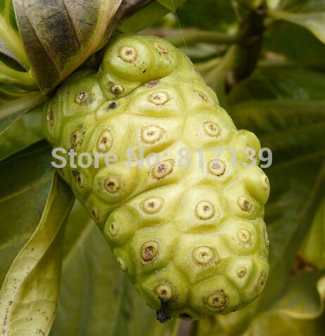 Nuevo hogar jardín de plantas 5 Semillas de Morinda citrifolia, Noni, Semillas de frutas india Mulbery