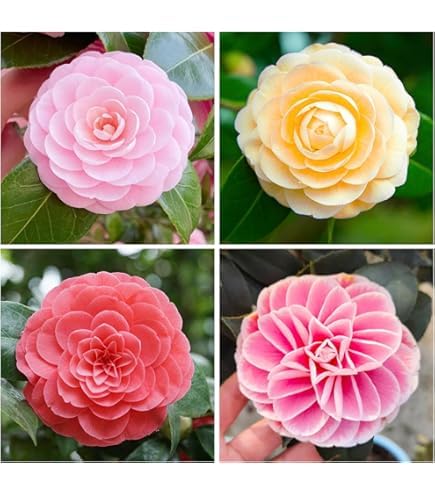 Pack of 4 Hybrid Multicolour Camellia Japonica Flowering Plant, Live Camellia Flower Tree, 1 to 2 Ft Tall, for Home Garden and Outdoor (Combo Pack Of /4)